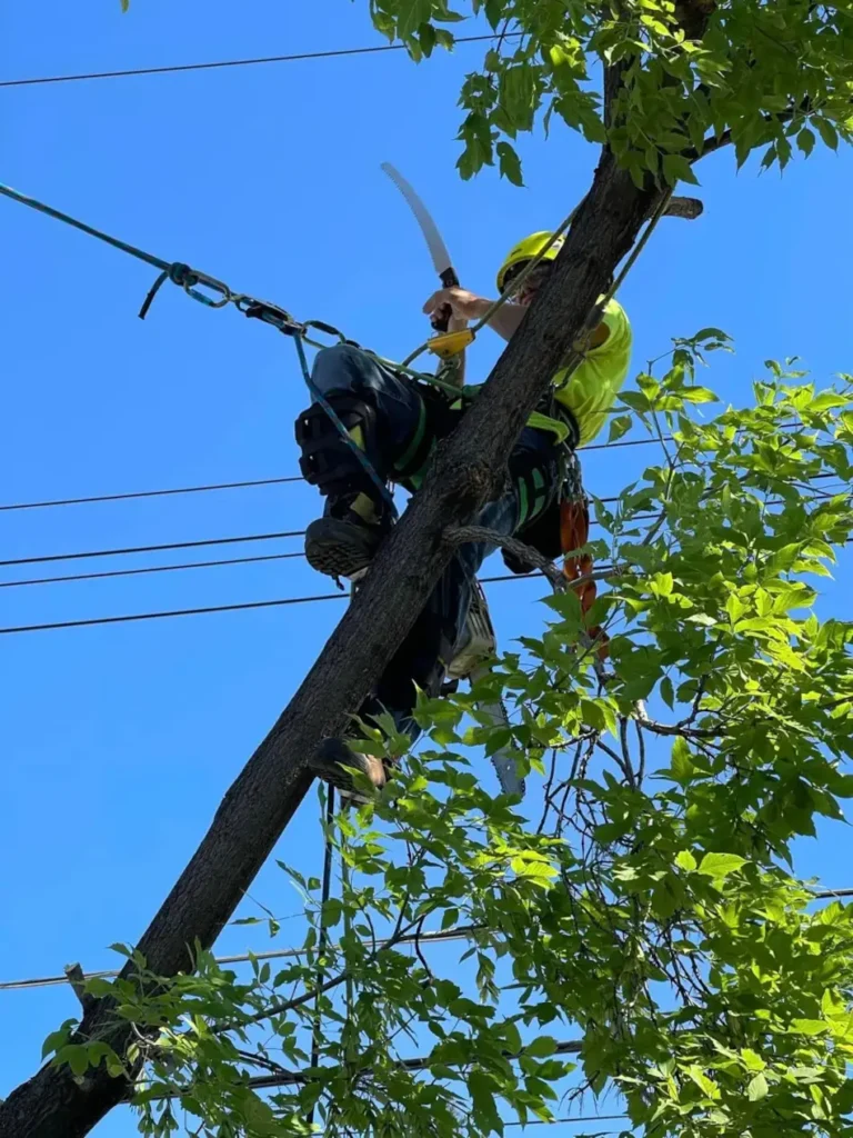 Pierre Bunyan arborist