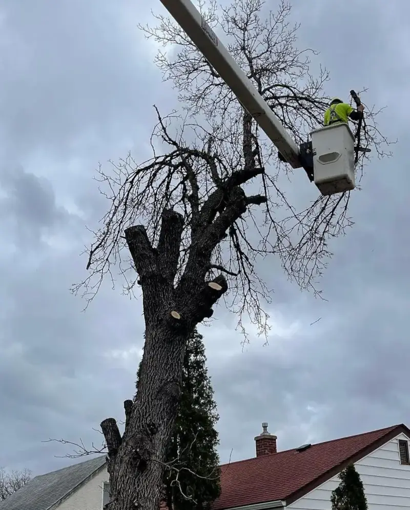 Pierre Bunyan bucket truck Arborist at work in the bucket truck in Winnipeg