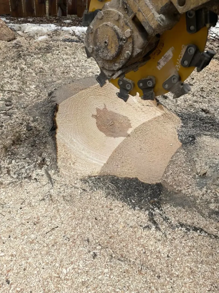 Stump grinder Close up of the stump grinder in action